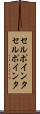 セルポインタ Scroll