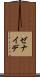 Zenaide Scroll