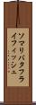 ソマリバタフライフィッシュ Scroll