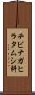 チビナガヒラタムシ科 Scroll