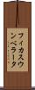 フィカス・ウンベラータ Scroll