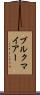ブルクマイアー Scroll