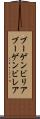 ブーゲンビリア Scroll