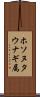 ホソヌタウナギ属 Scroll