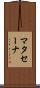 マタセーナ Scroll