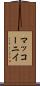 マッコーニイ Scroll