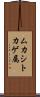 ムカシトカゲ属 Scroll