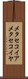 メタセコイア Scroll