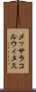 メッサラコルウィヌス Scroll