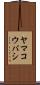 ヤマコウバシ Scroll