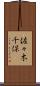 佐々木千保 Scroll