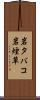 岩タバコ Scroll