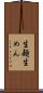 生麺 Scroll