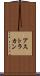 アストラカン Scroll