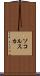 ソコルスカ Scroll
