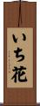 いち花 Scroll