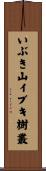 いぶき山イブキ樹叢 Scroll