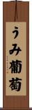 うみ葡萄 Scroll