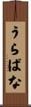 うらばな Scroll