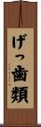 げっ歯類 Scroll