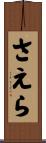さえら Scroll