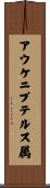 アウケニプテルス属 Scroll
