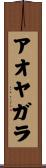 アオヤガラ Scroll