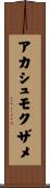 アカシュモクザメ Scroll