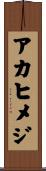 アカヒメジ Scroll