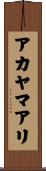 アカヤマアリ Scroll