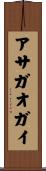 アサガオガイ Scroll