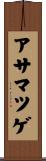 アサマツゲ Scroll