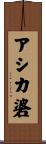 アシカ碆 Scroll