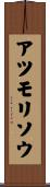 アツモリソウ Scroll