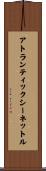 アトランティックシーネットル Scroll