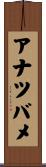 アナツバメ Scroll
