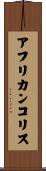 アフリカンコリス Scroll