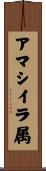 アマシイラ属 Scroll