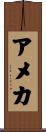 アメカ Scroll