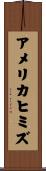 アメリカヒミズ Scroll
