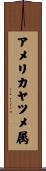 アメリカヤツメ属 Scroll