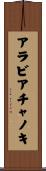 アラビアチャノキ Scroll