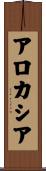アロカシア Scroll
