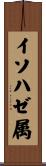 イソハゼ属 Scroll