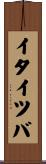 イタイツバ Scroll