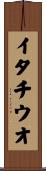 イタチウオ Scroll
