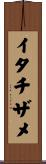 イタチザメ Scroll