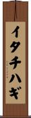 イタチハギ Scroll