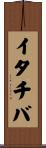 イタチバ Scroll
