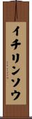 イチリンソウ Scroll